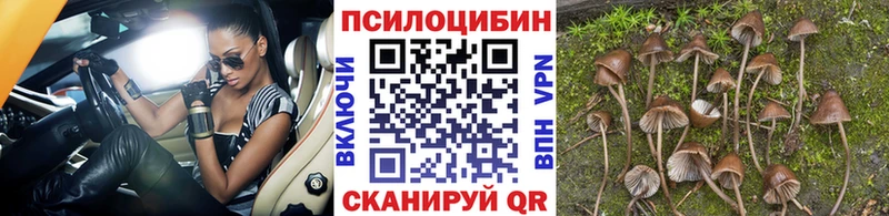 где купить наркотик  Курчатов  Галлюциногенные грибы GOLDEN TEACHER 